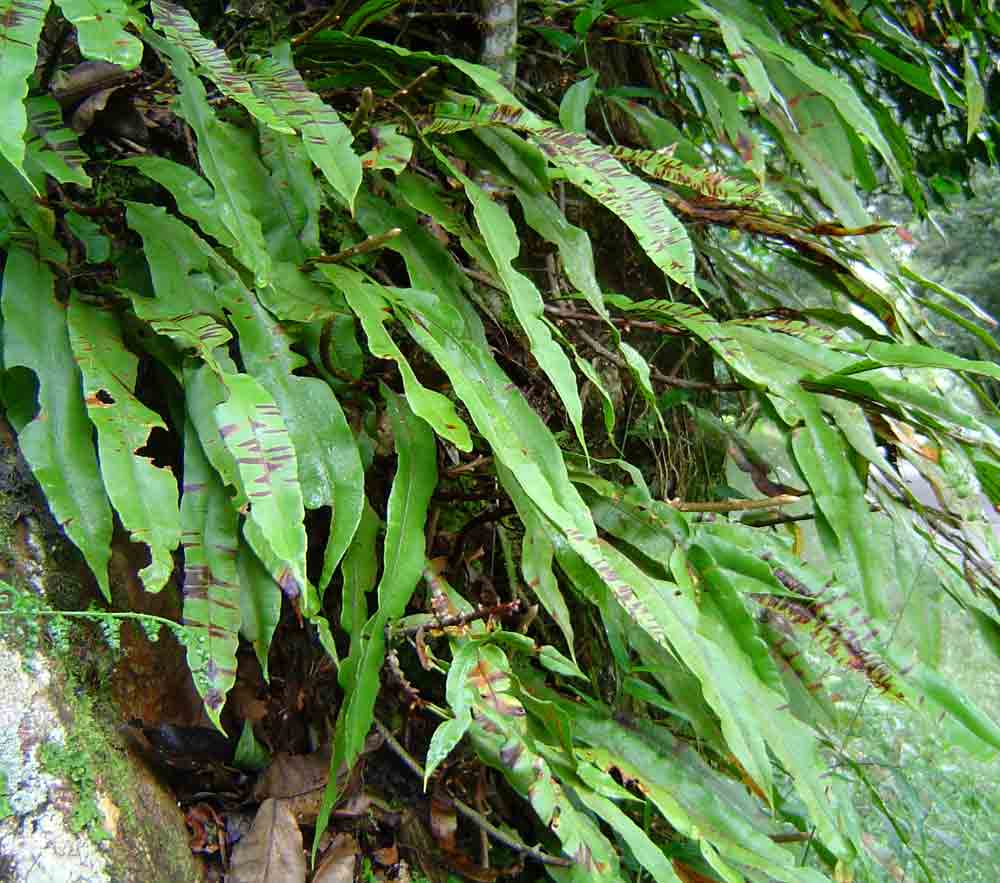 Oleandra distenta Oleandra distenta