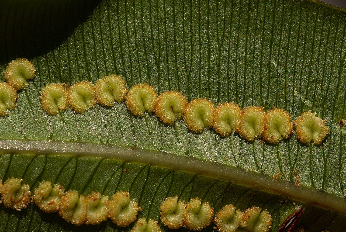 Oleandra distenta Oleandra distenta