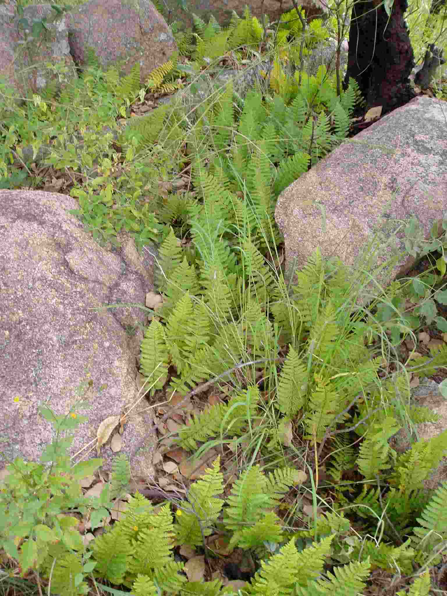 Arthropteris orientalis