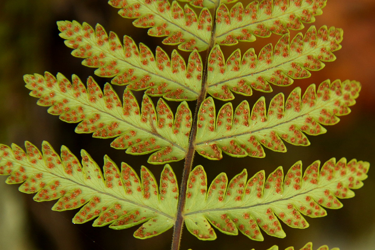 Arthropteris orientalis Arthropteris orientalis