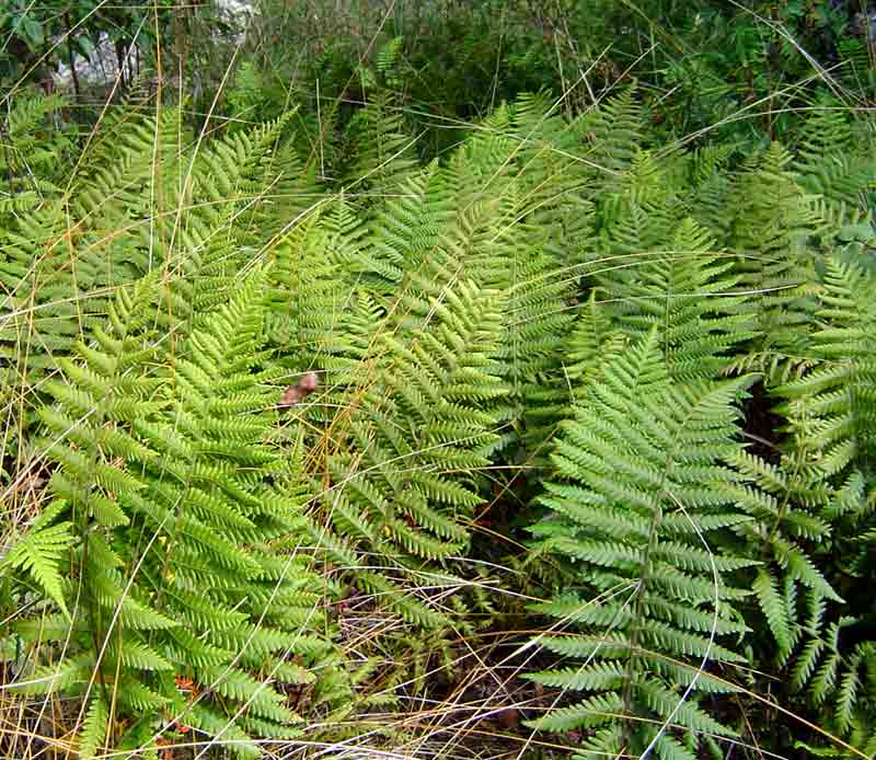 Arthropteris orientalis