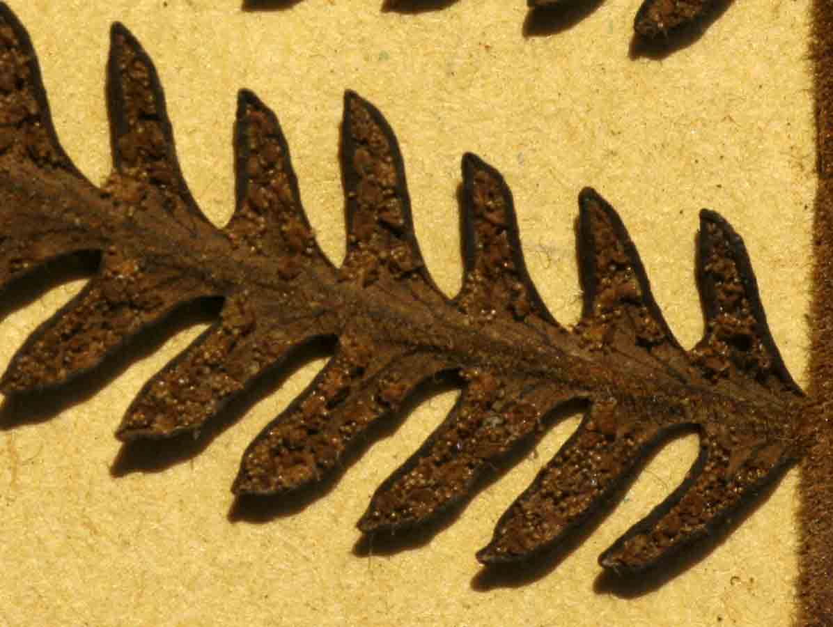 Arthropteris orientalis Arthropteris orientalis