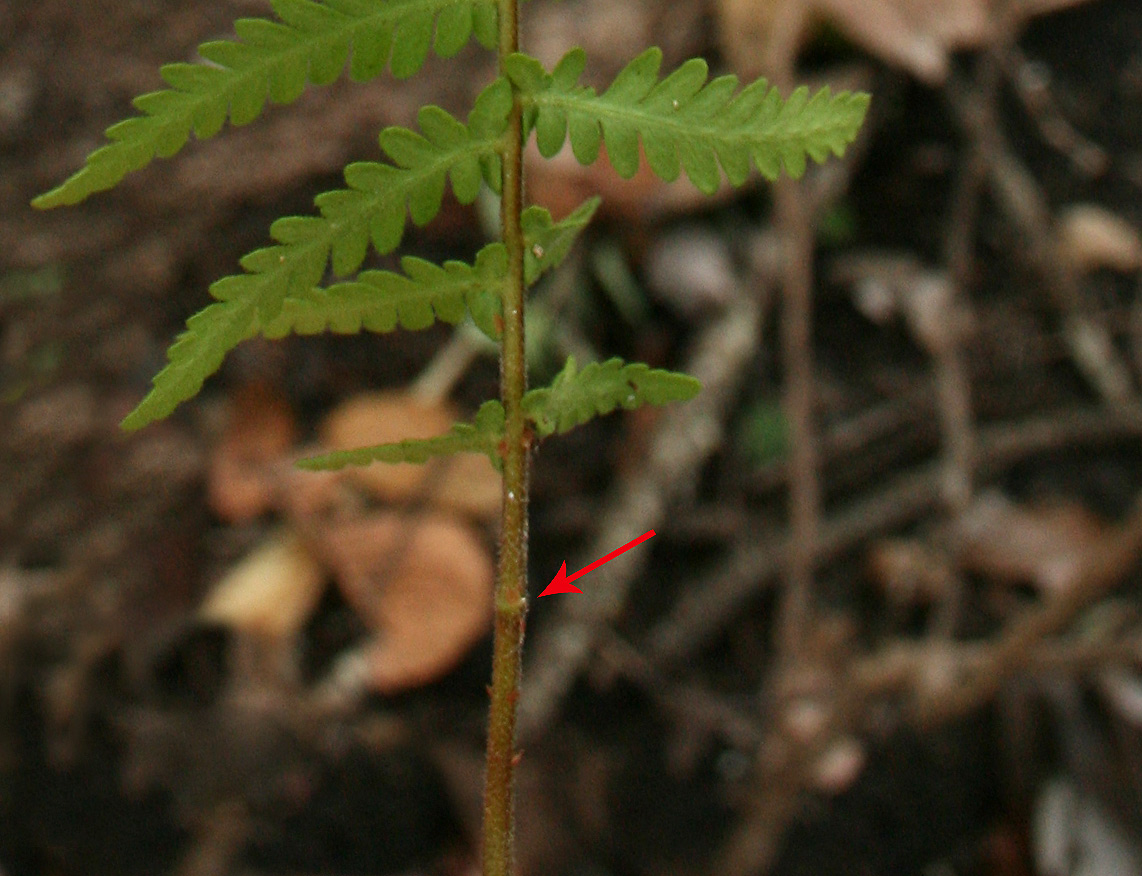 Arthropteris orientalis Arthropteris orientalis
