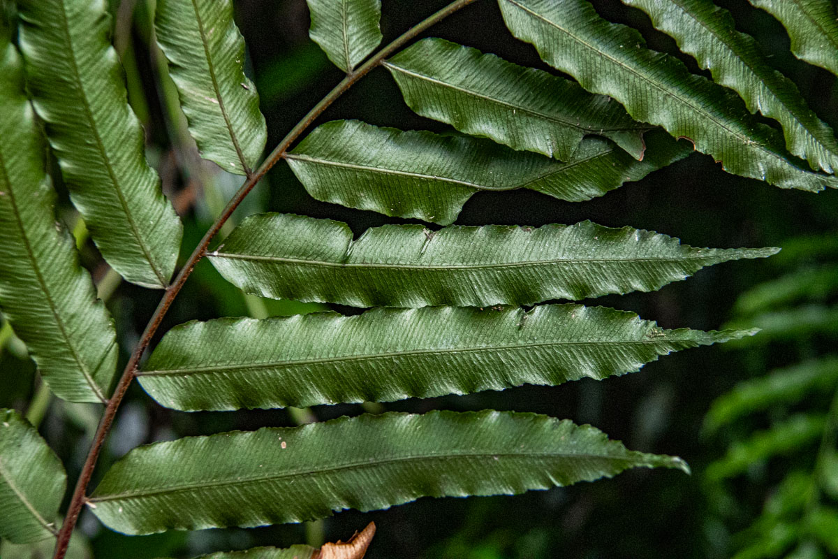 Lomariopsis warneckei Lomariopsis warneckei