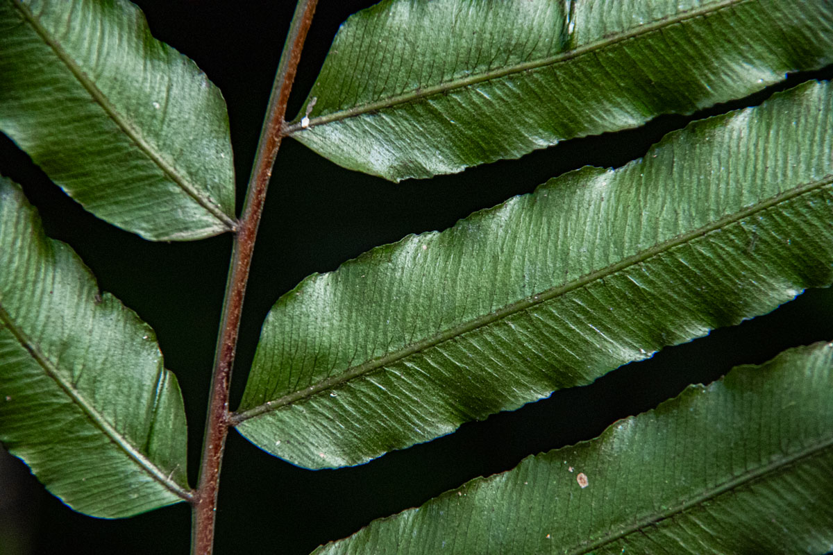 Lomariopsis warneckei Lomariopsis warneckei