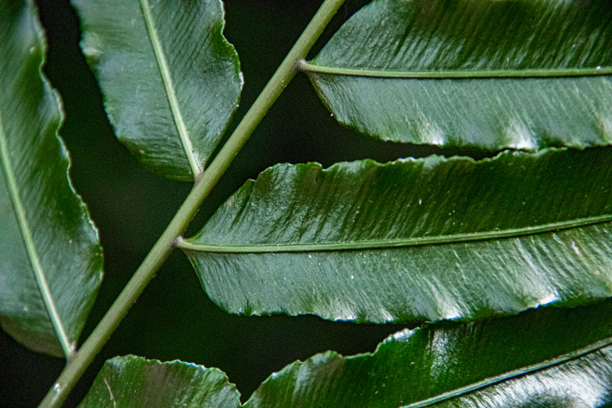 Lomariopsis warneckei Lomariopsis warneckei