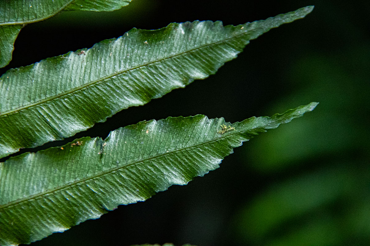Lomariopsis warneckei Lomariopsis warneckei