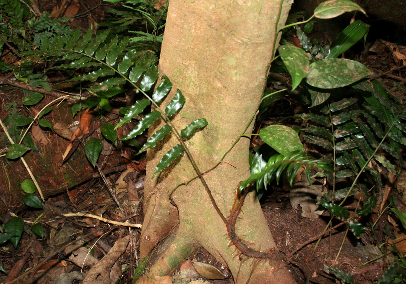 Lomariopsis warneckei