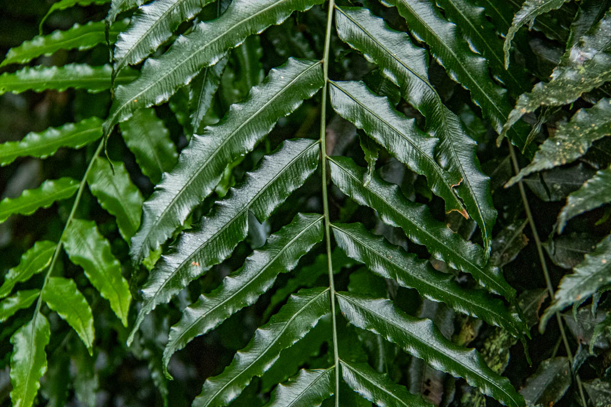 Lomariopsis warneckei Lomariopsis warneckei