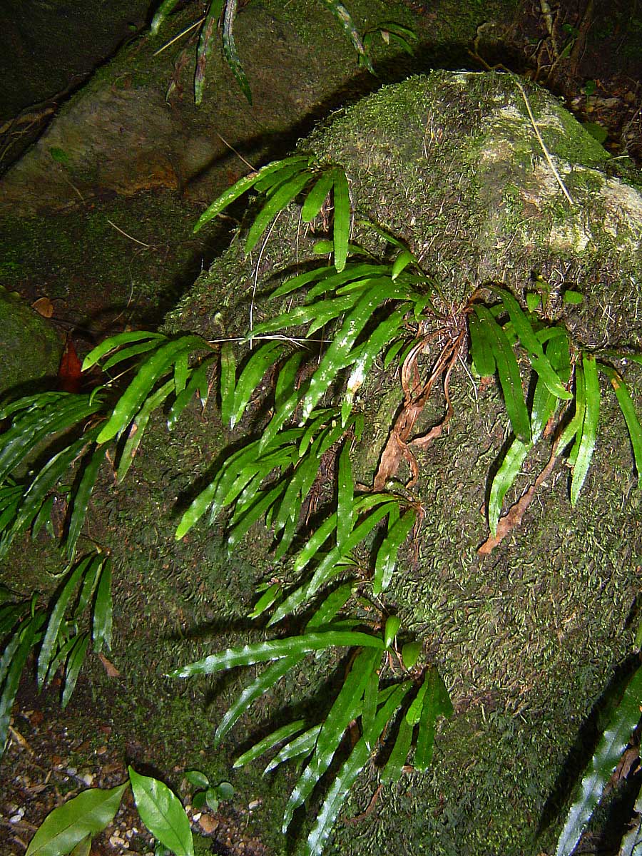 Elaphoglossum aubertii
