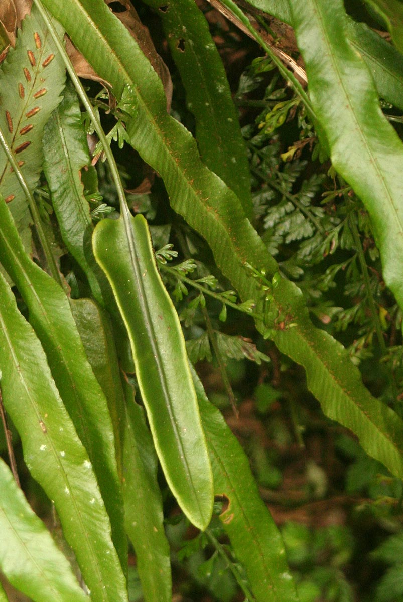 Elaphoglossum aubertii