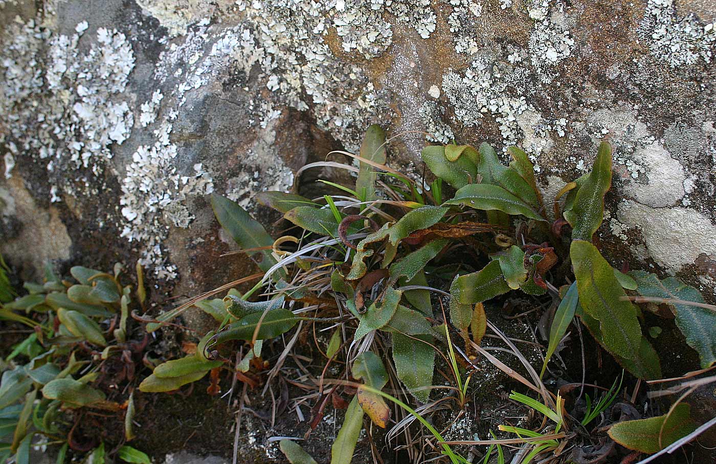 Elaphoglossum deckenii