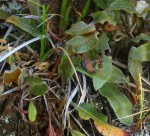 Elaphoglossum deckenii