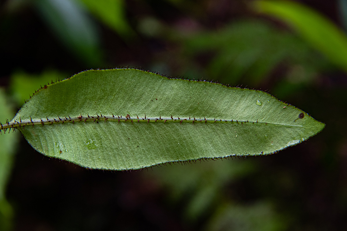 Elaphoglossum hybridum
