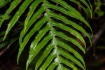 Blechnum attenuatum