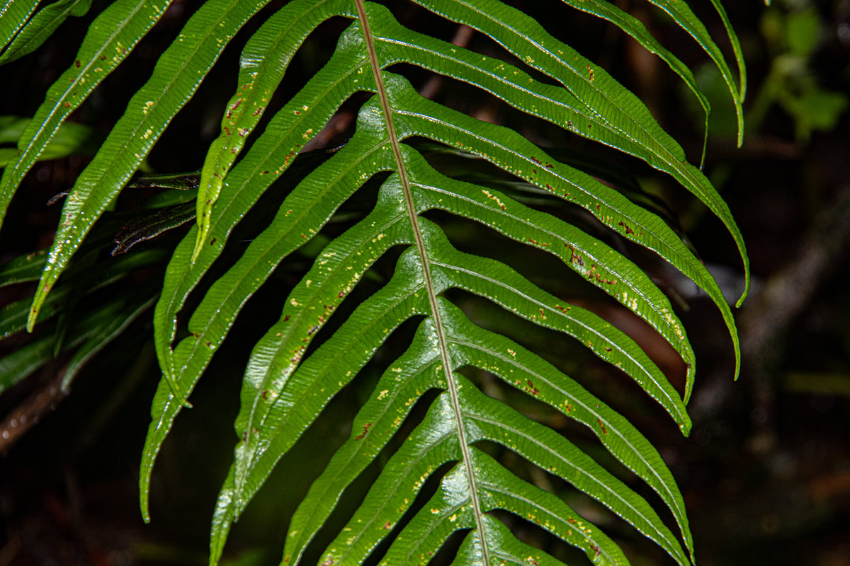 Blechnum attenuatum