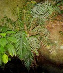 Blechnum attenuatum