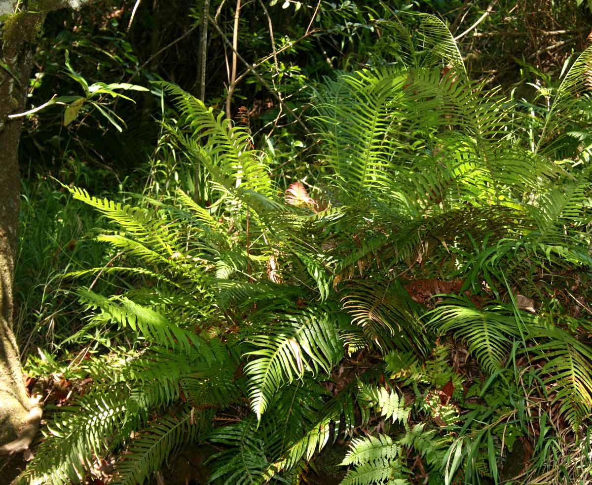 Blechnum attenuatum