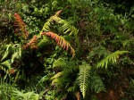 Blechnum attenuatum