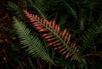 Blechnum attenuatum