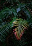 Blechnum attenuatum