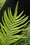 Blechnum tabulare