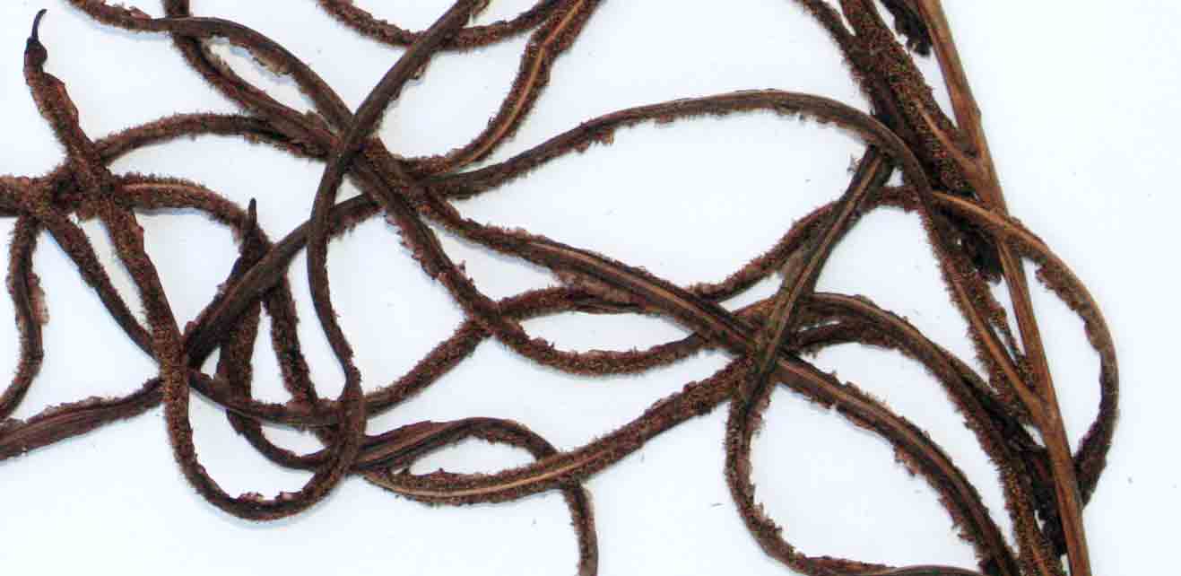 Blechnum tabulare Blechnum tabulare