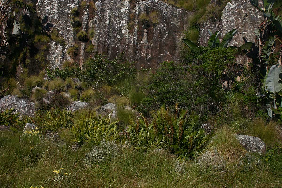 Blechnum tabulare Blechnum tabulare