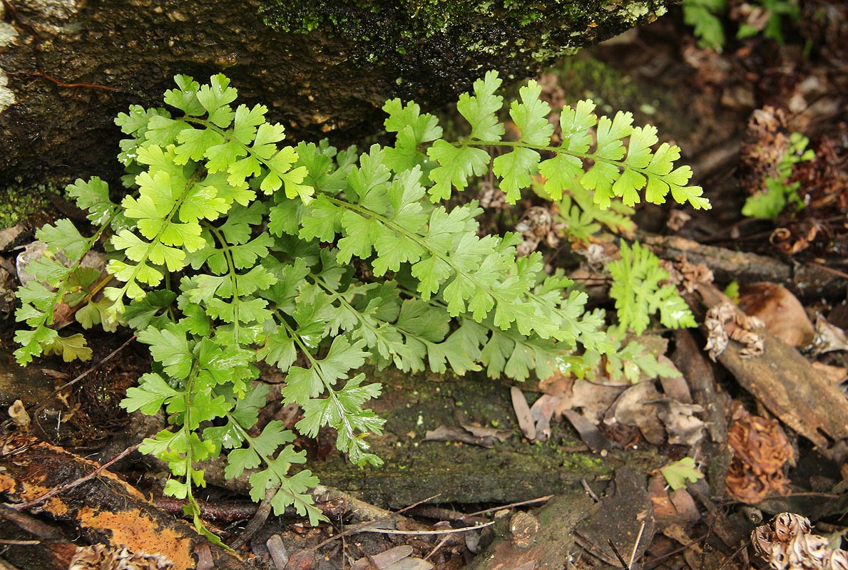 Asplenium aethiopicum Asplenium aethiopicum