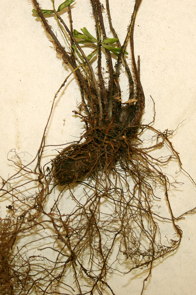 Asplenium aethiopicum Asplenium aethiopicum