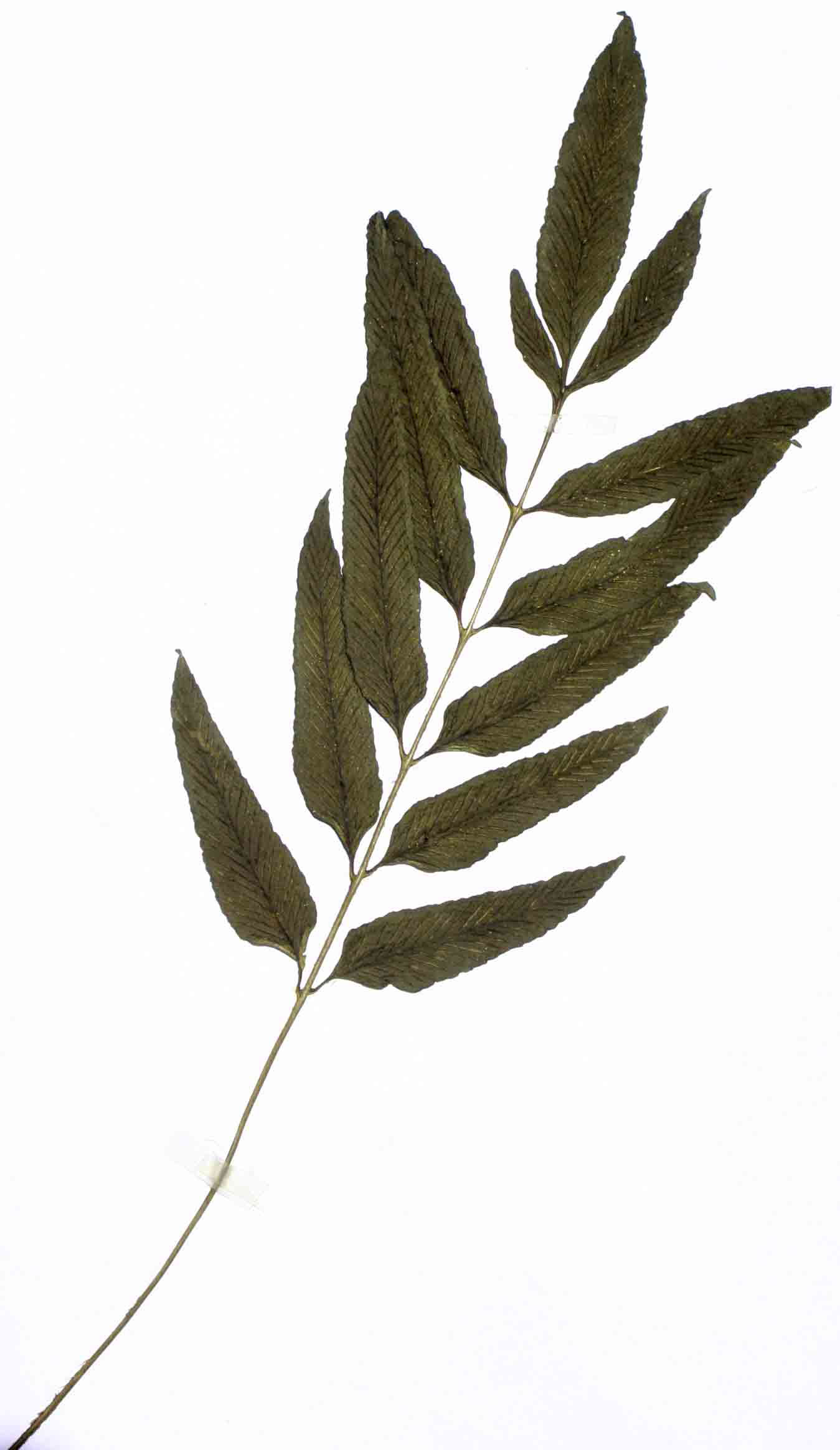 Asplenium ceii Asplenium ceii