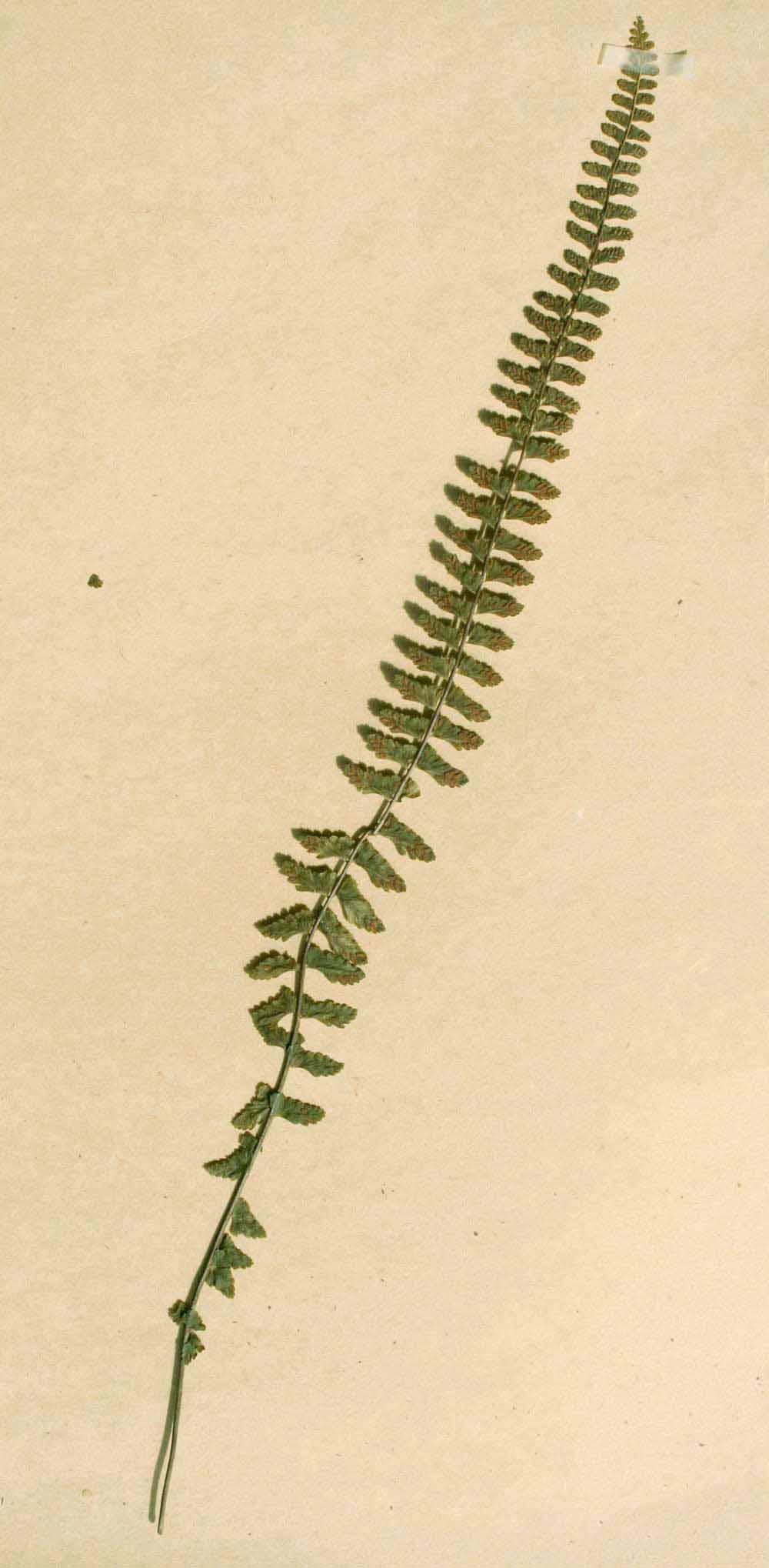 Asplenium erectum Asplenium erectum