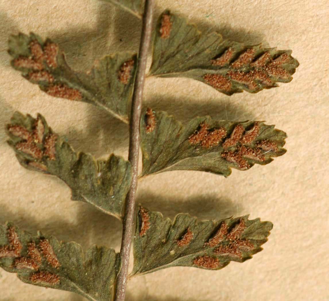 Asplenium erectum Asplenium erectum