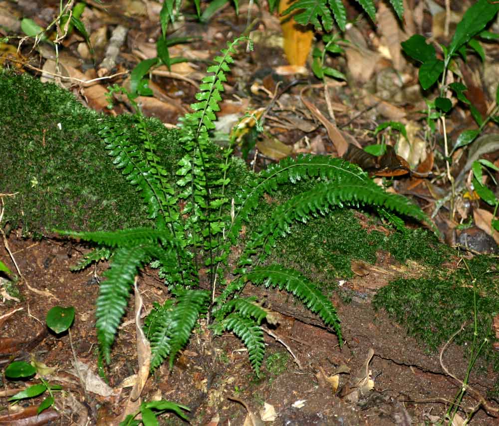 Asplenium erectum
