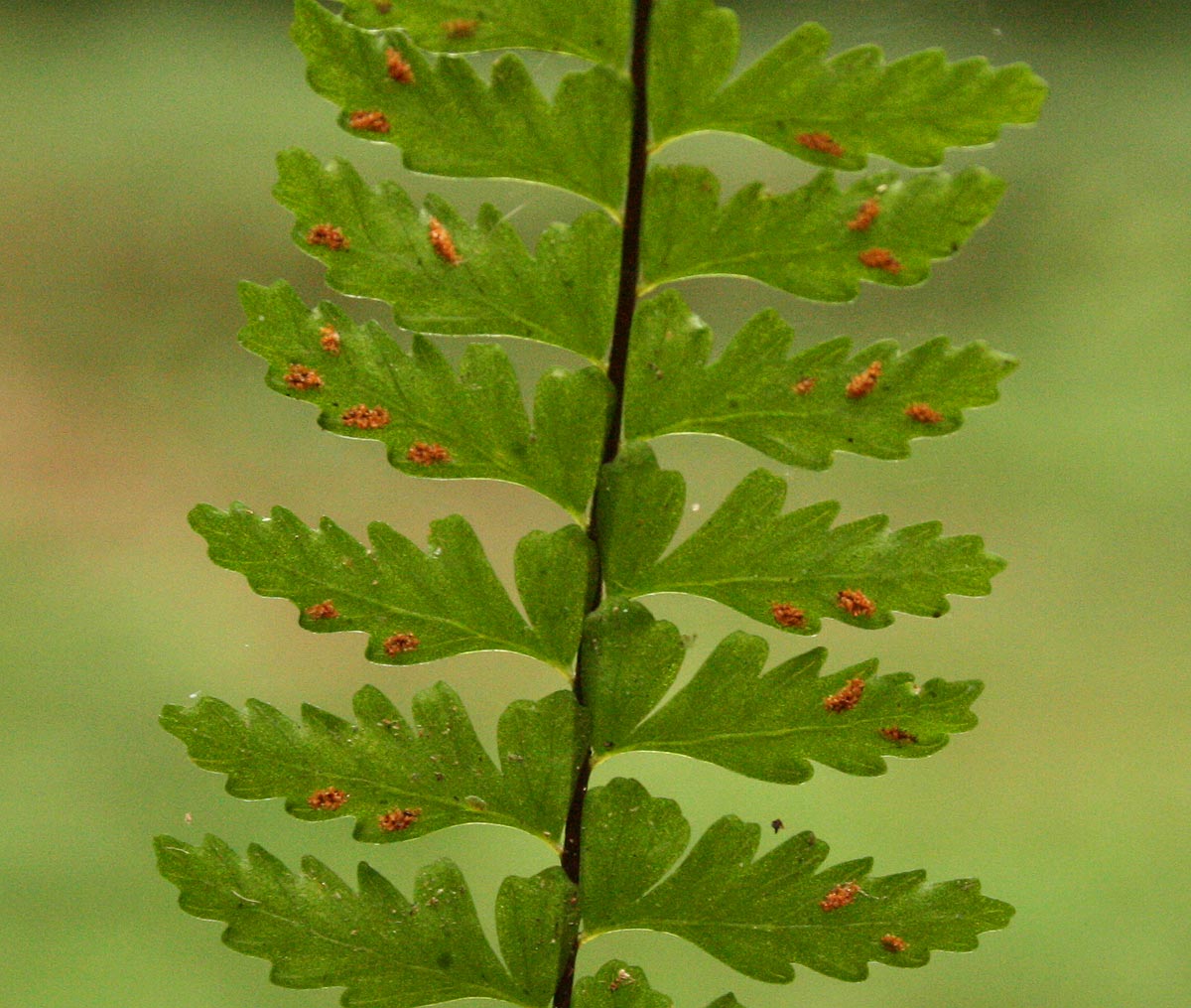 Asplenium erectum Asplenium erectum