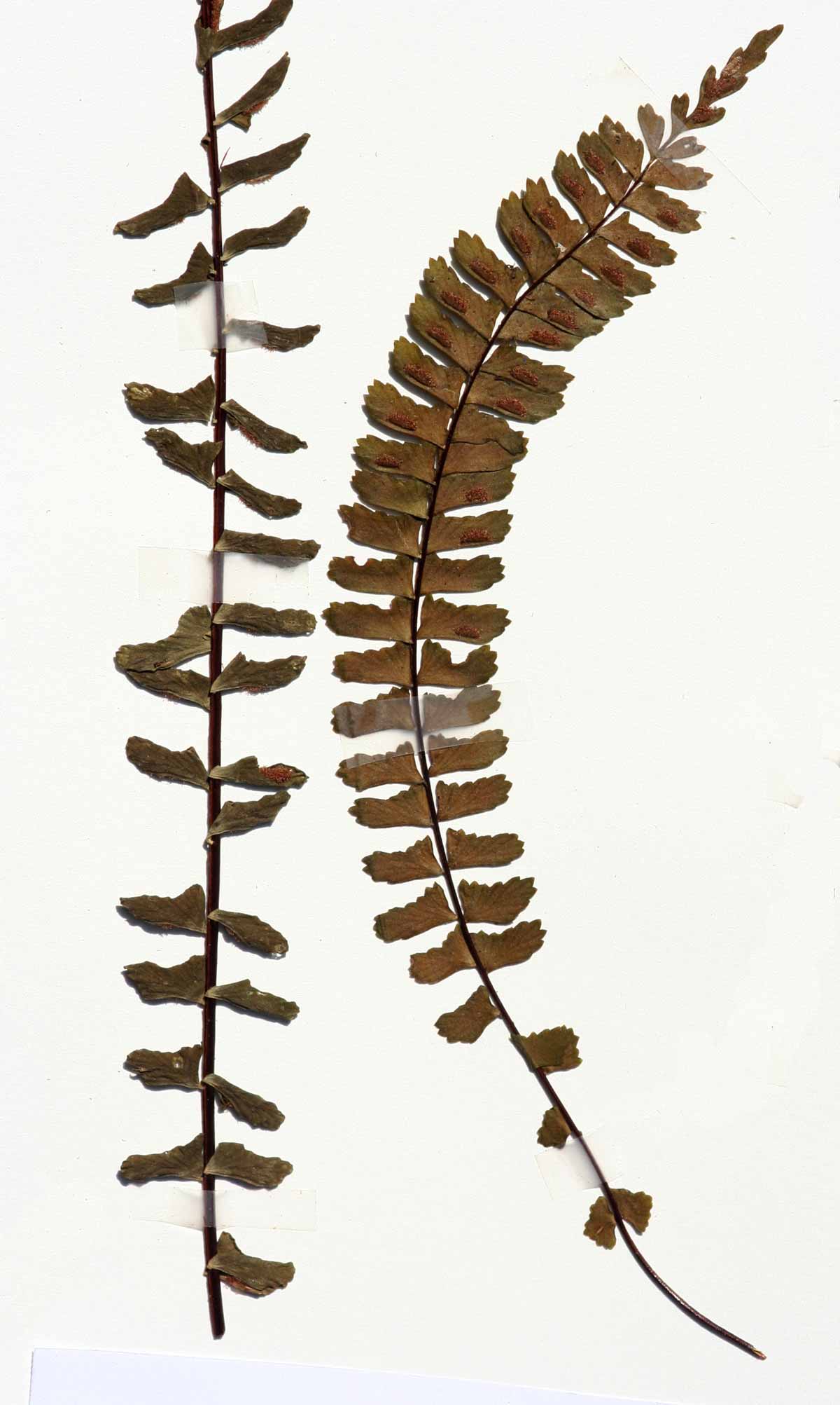 Asplenium monanthes
