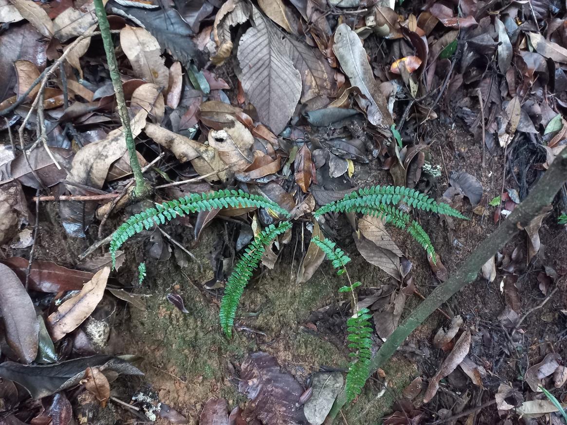 Asplenium monanthes Asplenium monanthes