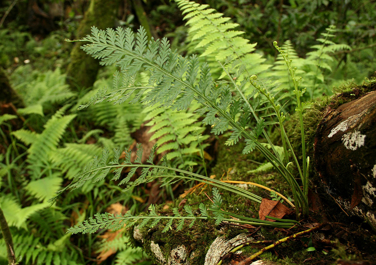 Asplenium rutifolium