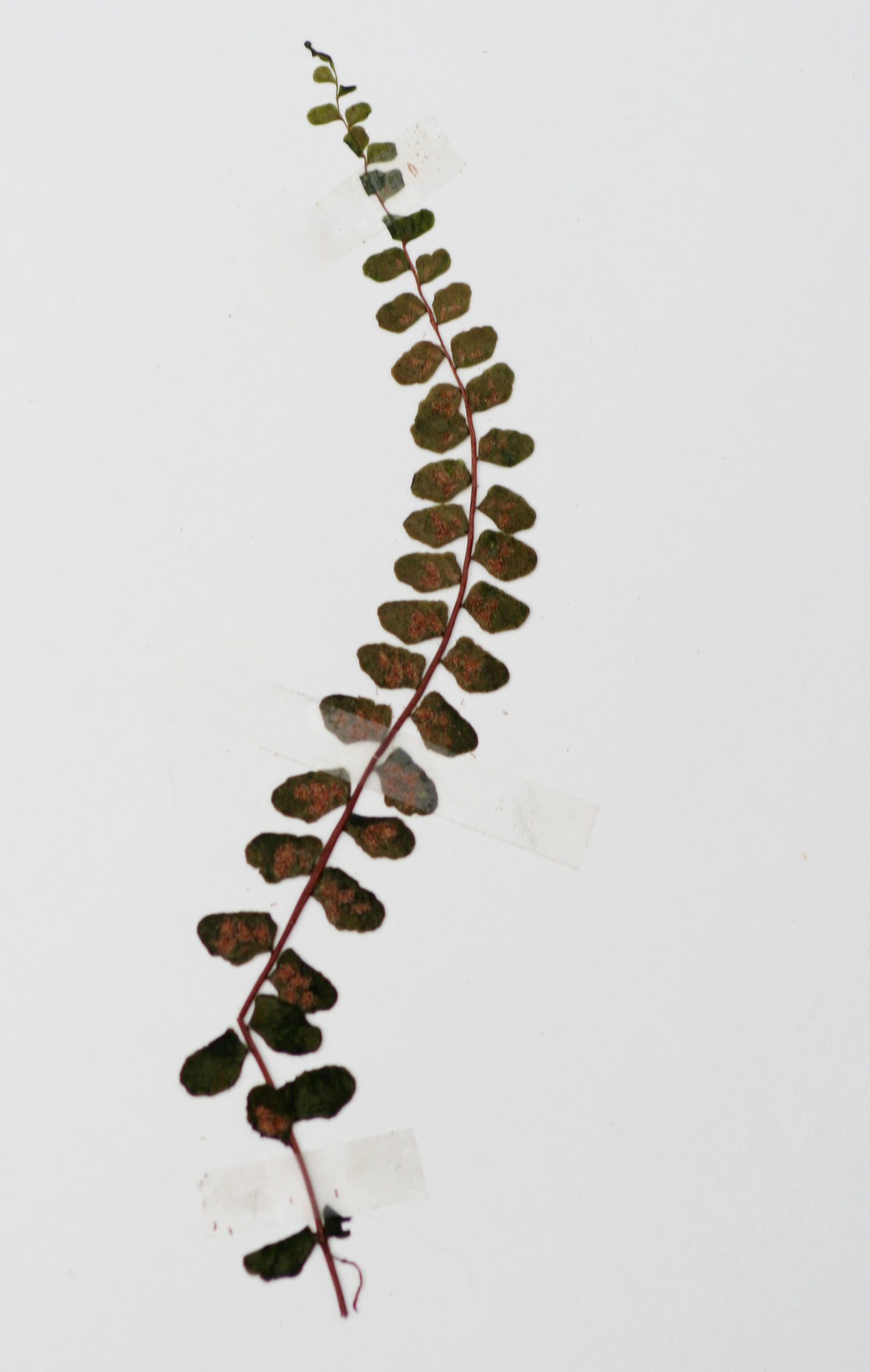 Asplenium trichomanes subsp. quadrivalens Asplenium trichomanes subsp. quadrivalens