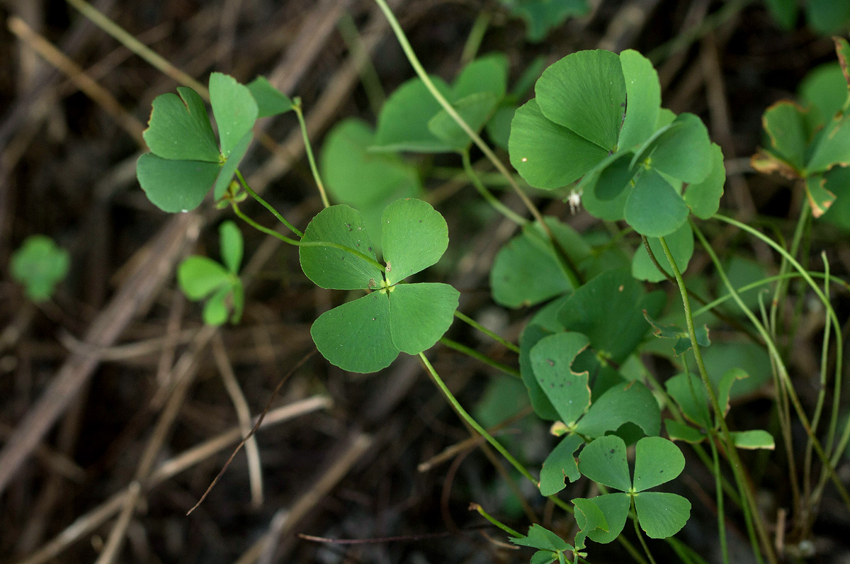 Marsilea minuta var. minuta