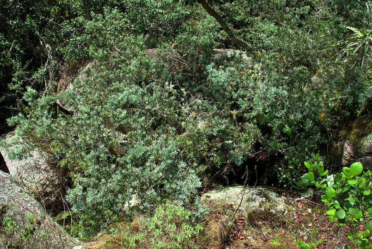 Podocarpus latifolius Podocarpus latifolius