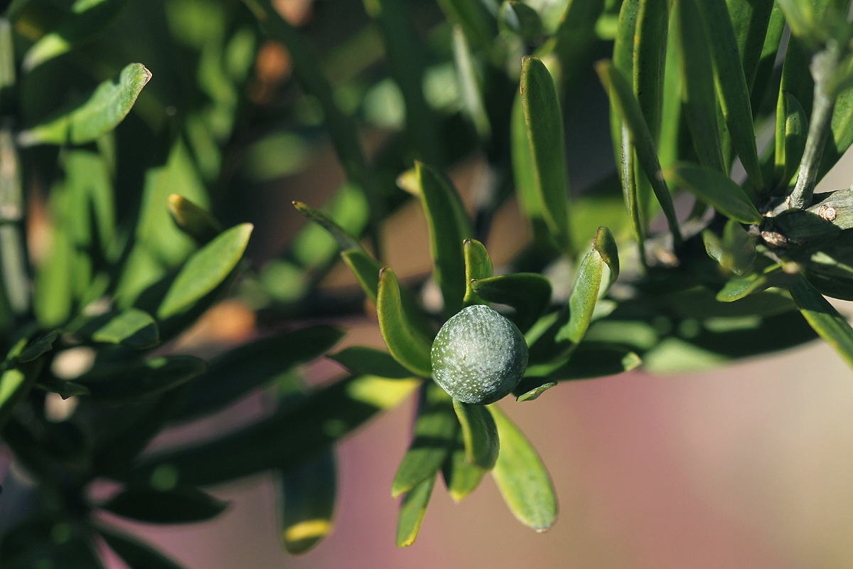 Podocarpus latifolius Podocarpus latifolius
