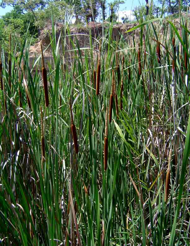 Typha capensis