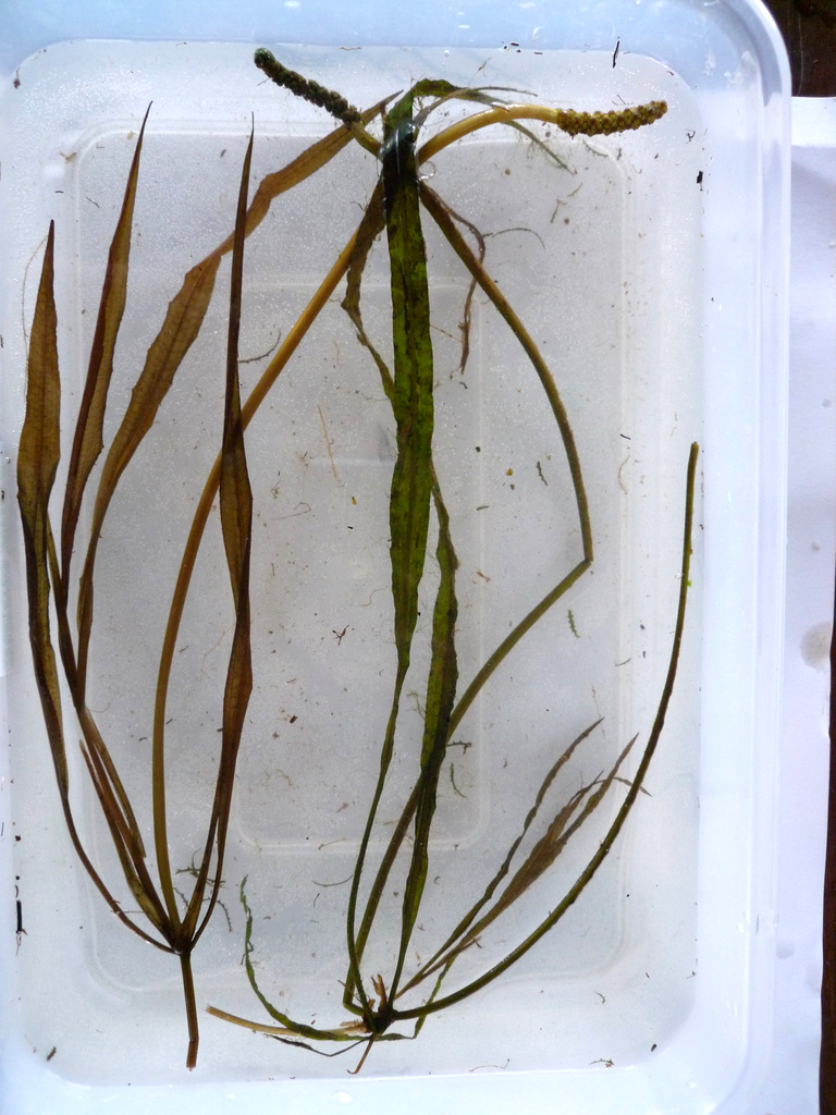Potamogeton schweinfurthii
