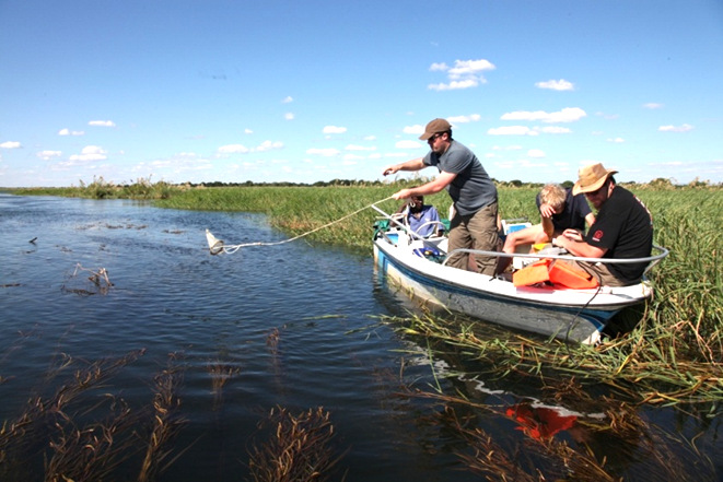 Potamogeton schweinfurthii