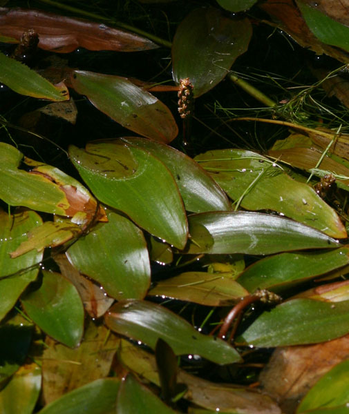 Potamogeton nodosus Potamogeton nodosus
