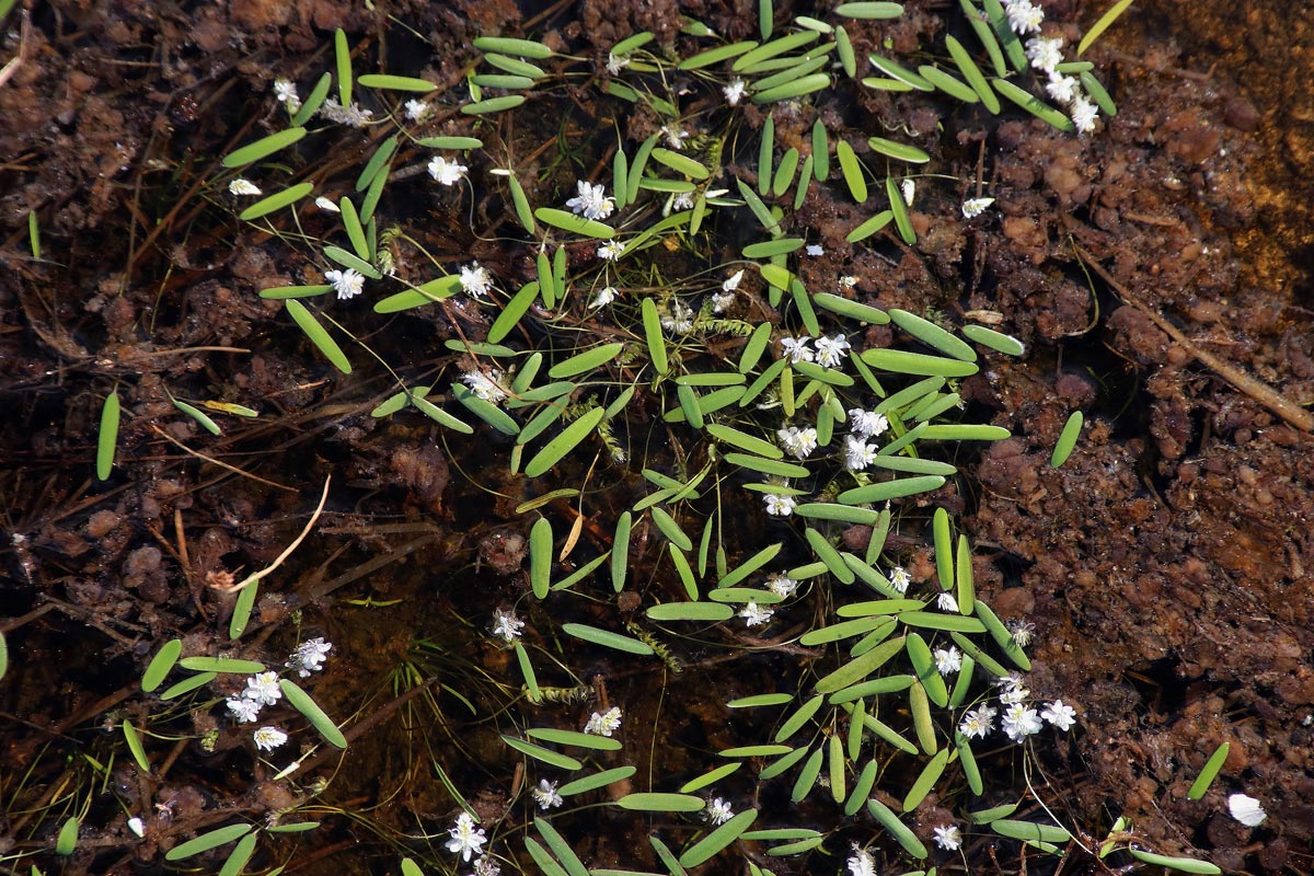 Aponogeton stuhlmannii Aponogeton stuhlmannii