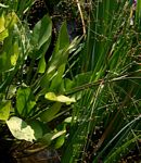 Alisma plantago-aquatica