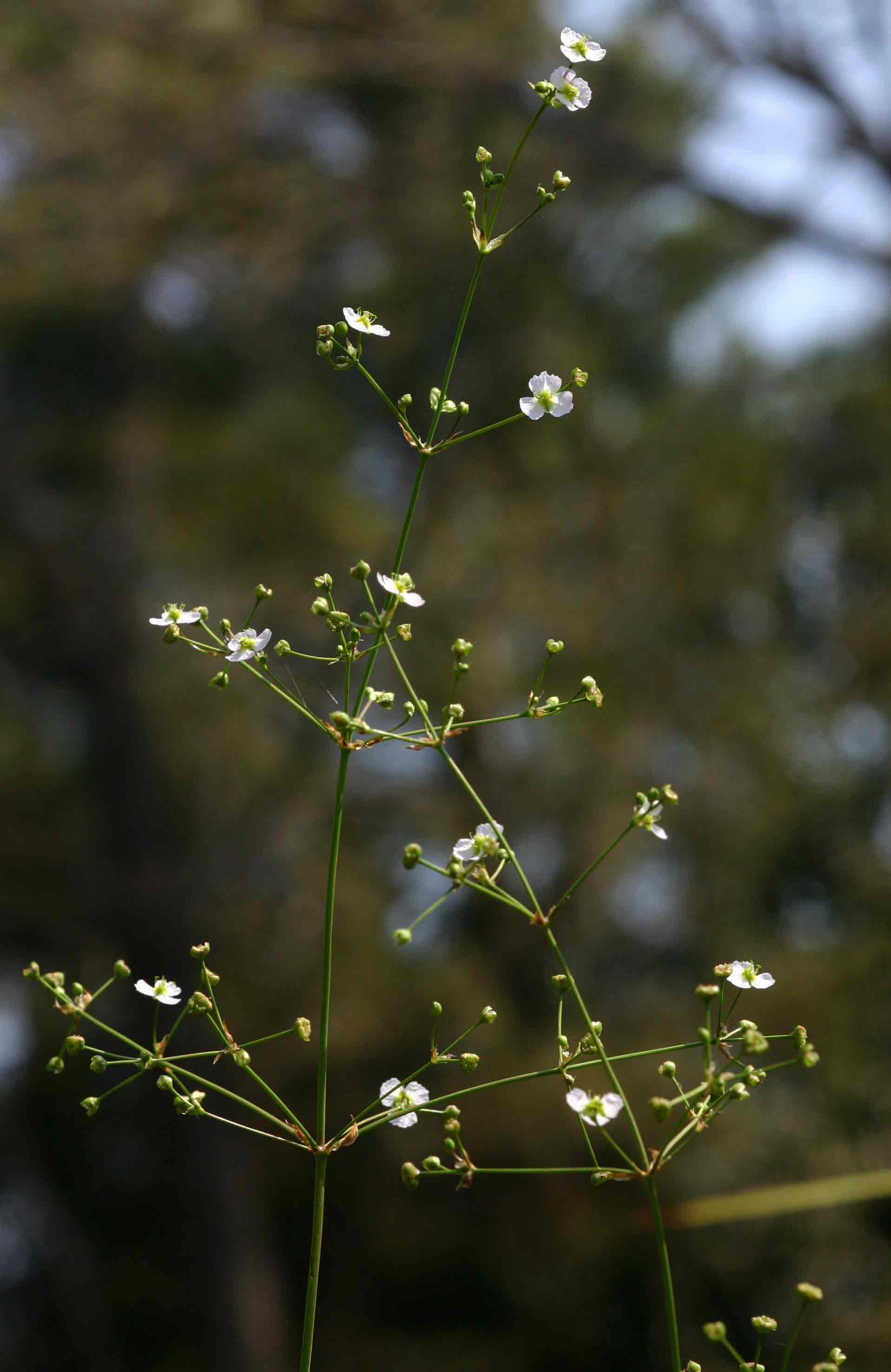 Alisma plantago-aquatica