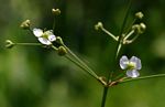 Alisma plantago-aquatica